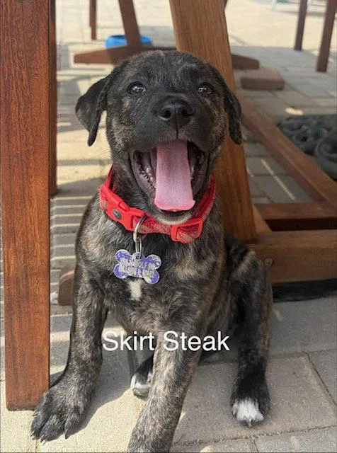 A baby medium-sized female Labrador Retriever dog named Skirt for adoption in Hillside, IL
