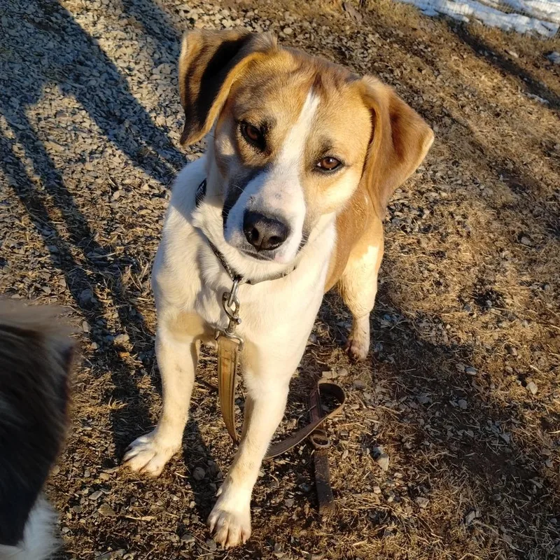 An adult medium-sized male Yellow / Tan / Blond / Fawn Beagle dog named Jack for adoption in Fairfax Station, VA