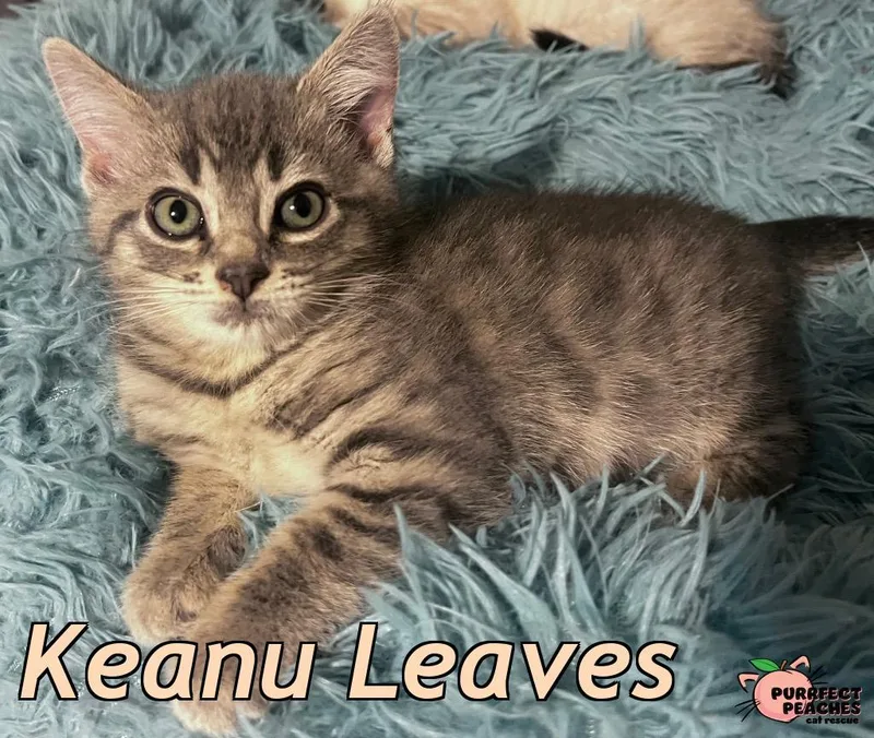 Keanu Leaves thumbnail 2