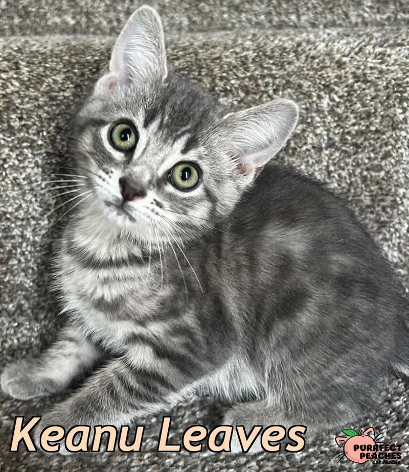 Keanu Leaves thumbnail 3