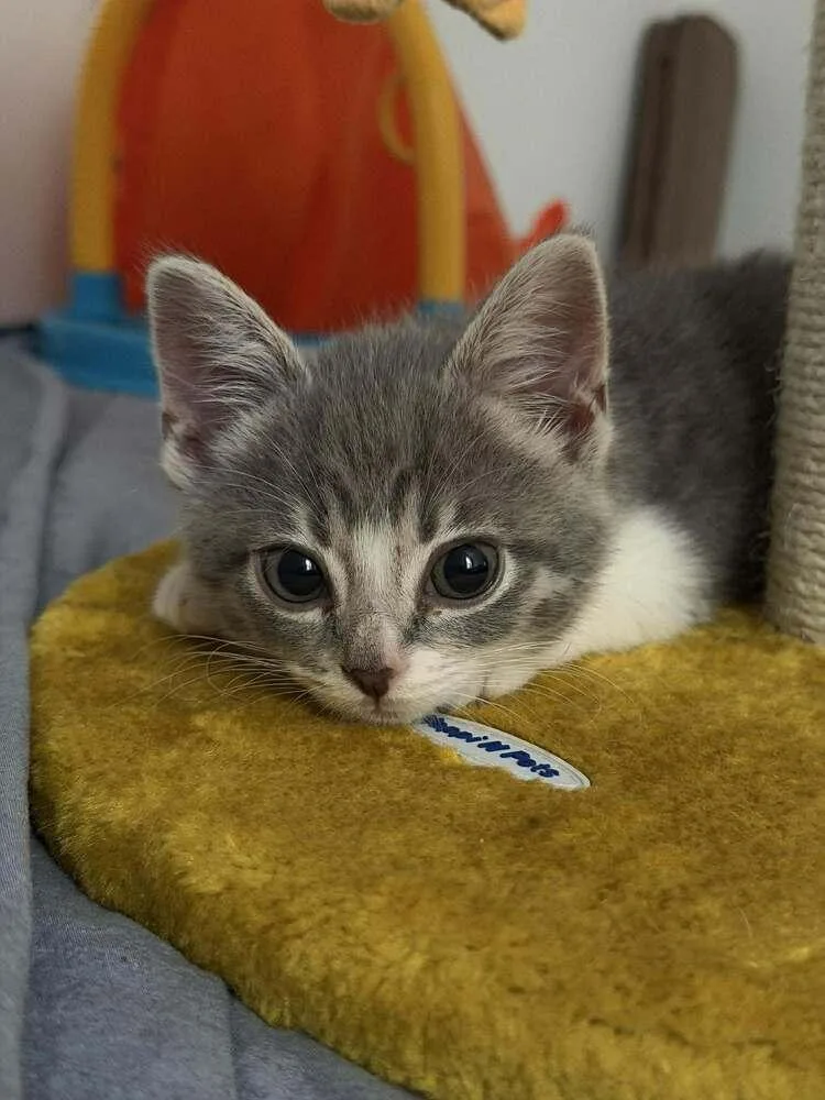 A baby small-sized female Gray & White Domestic Short Hair cat named Noodle for adoption in Chicago, IL