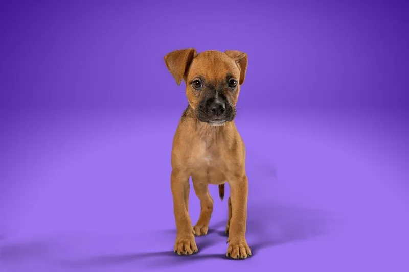 A young medium-sized female Terrier dog named Erica Barry for adoption in Tyler, TX