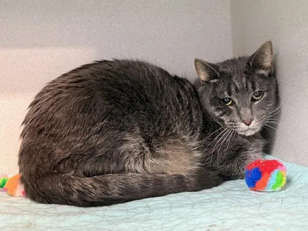 An adult large-sized male Domestic Short Hair cat named Aj for adoption in New York, NY