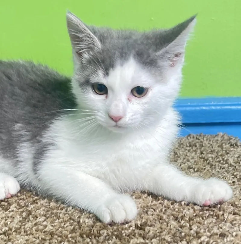 A baby small-sized male White Domestic Medium Hair cat named Grayson for adoption in Columbus, OH