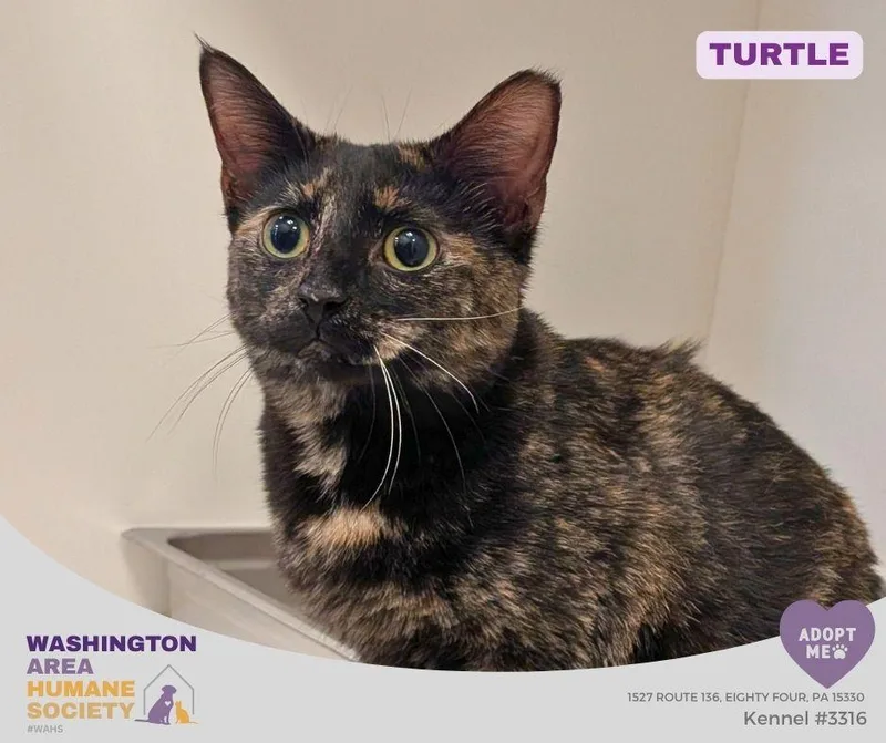 A young medium-sized female Tortoiseshell Domestic Short Hair cat named Turtle for adoption in Eighty Four, PA