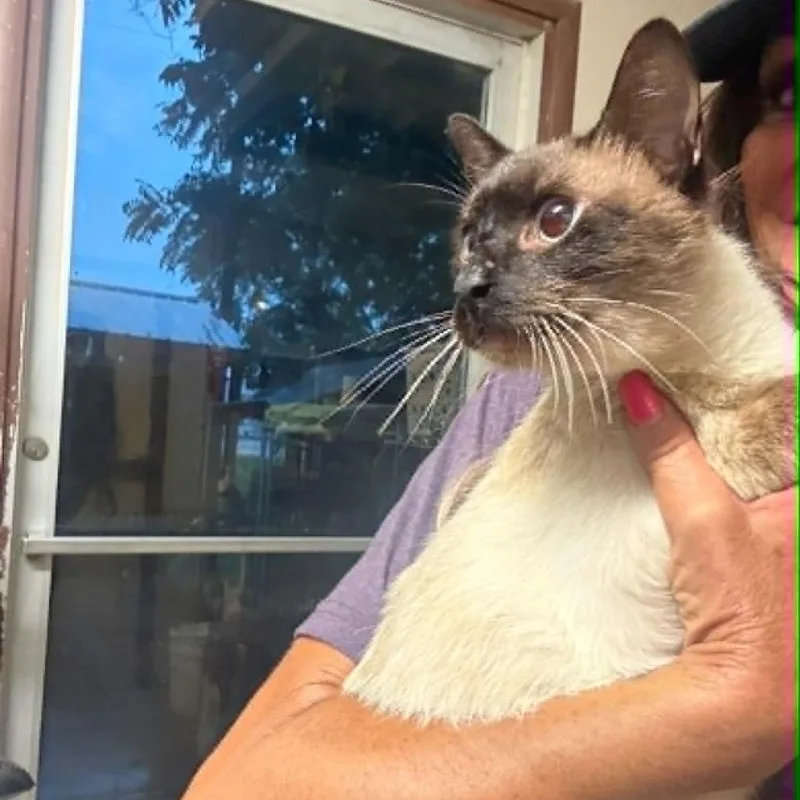 An adult small-sized male White Domestic Short Hair cat named Palm Tree for adoption in Stephenville, TX