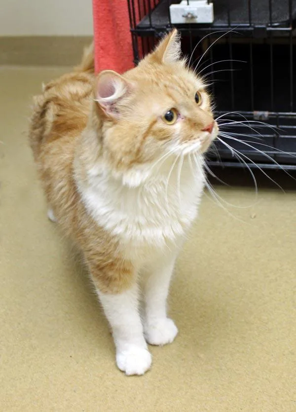 An adult medium-sized male Orange & White Domestic Long Hair cat named Foxo for adoption in Mansfield, MA
