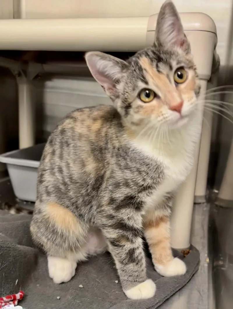 A young medium-sized female Domestic Short Hair cat named Amren for adoption in Fargo, ND