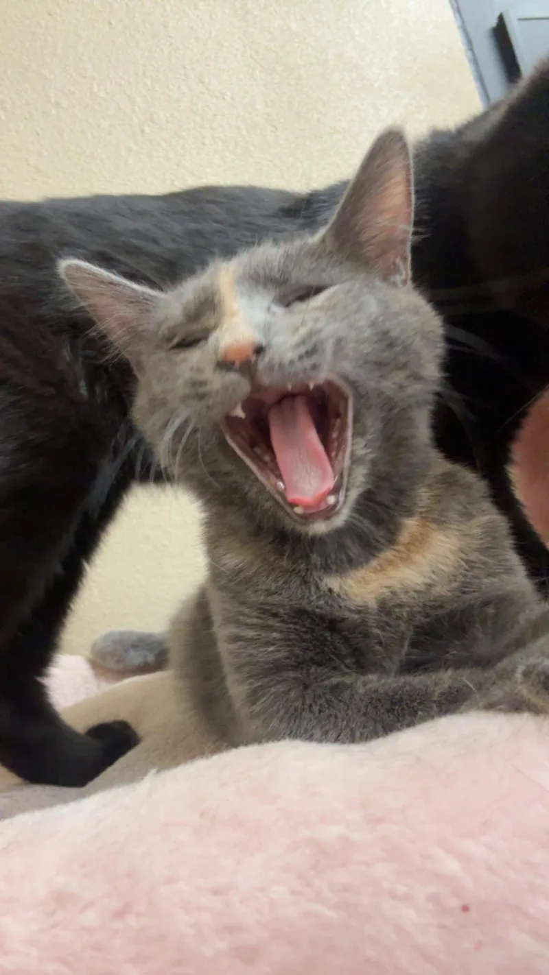 A young small-sized female Gray / Blue / Silver Domestic Short Hair cat named Rava Katze for adoption in Chandler, AZ
