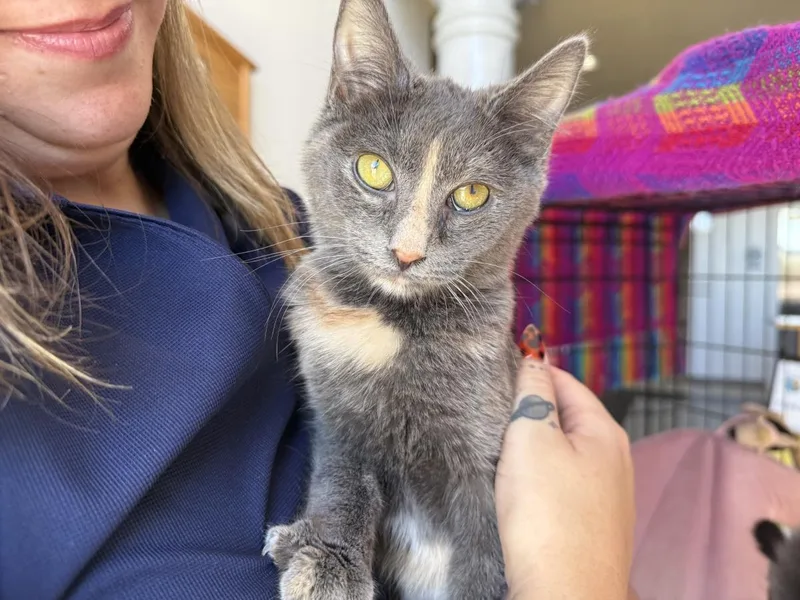 Rava Katze thumbnail 3