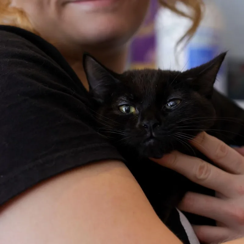 A baby small-sized female Black Domestic Short Hair cat named Sabrina for adoption in Los Angeles, CA