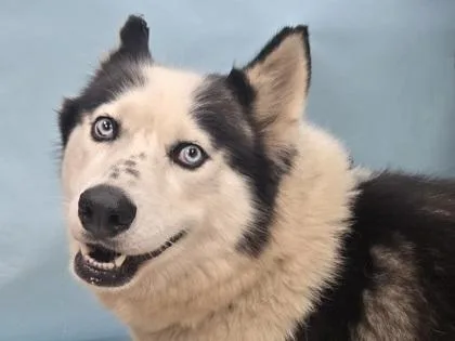 An adult large-sized female Siberian Husky dog named Oreo for adoption in Coon Rapids, MN