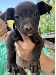 A baby medium-sized female Mixed Breed dog named Poppy for adoption in West Chester, PA