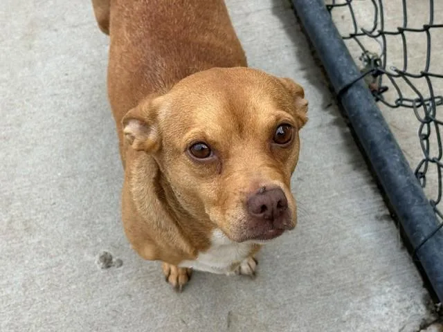 An adult medium-sized female Dachshund dog named Suzette for adoption in Tulsa, OK