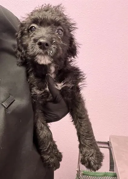 A baby small-sized male Terrier dog named 61771114 for adoption in El Paso, TX