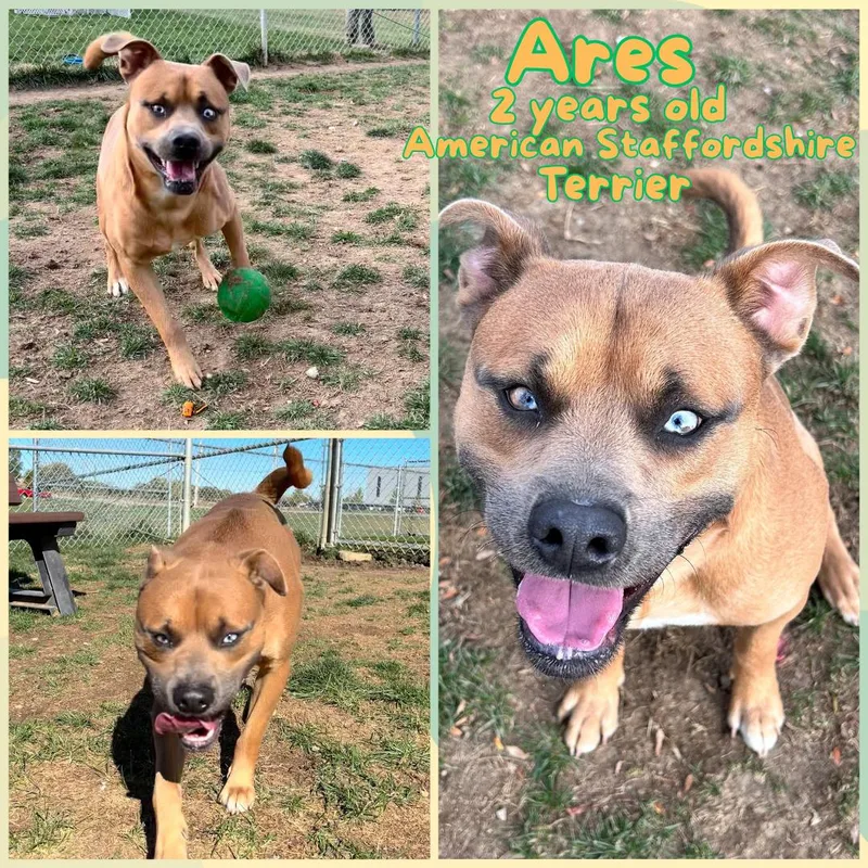 An adult medium-sized male Yellow / Tan / Blond / Fawn American Staffordshire Terrier dog named Ares for adoption in Franklin, IN