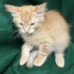 A baby medium-sized male Tabby (Orange / Red) Tabby cat named Coco Puff for adoption in Green Valley, AZ