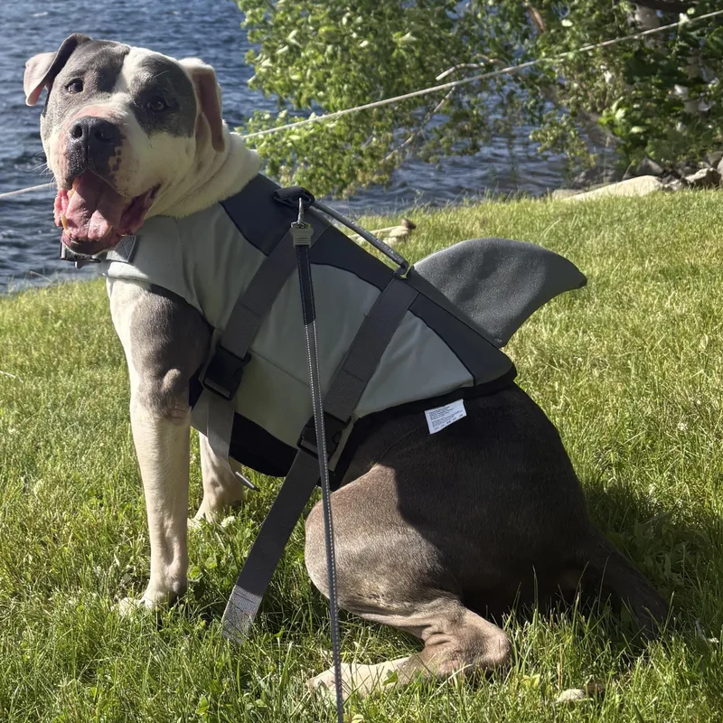 A senior large-sized male Pit Bull Terrier dog named Dozer for adoption in Carmel, NY