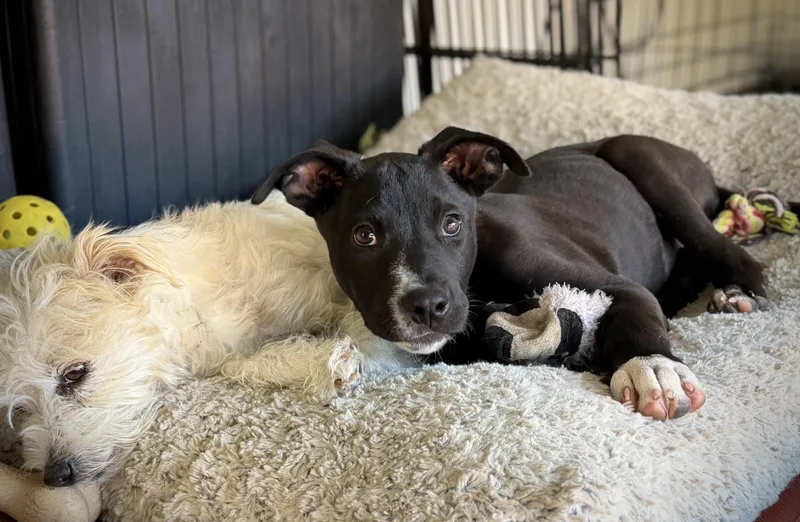 A baby medium-sized male Border Collie dog named Meatball for adoption in Oakland, CA