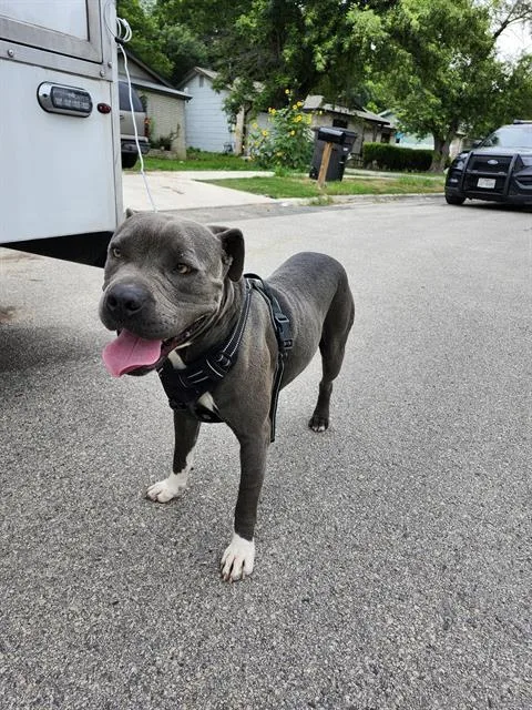 An adult large-sized male American Staffordshire Terrier dog named Brew for adoption in San Antonio, TX