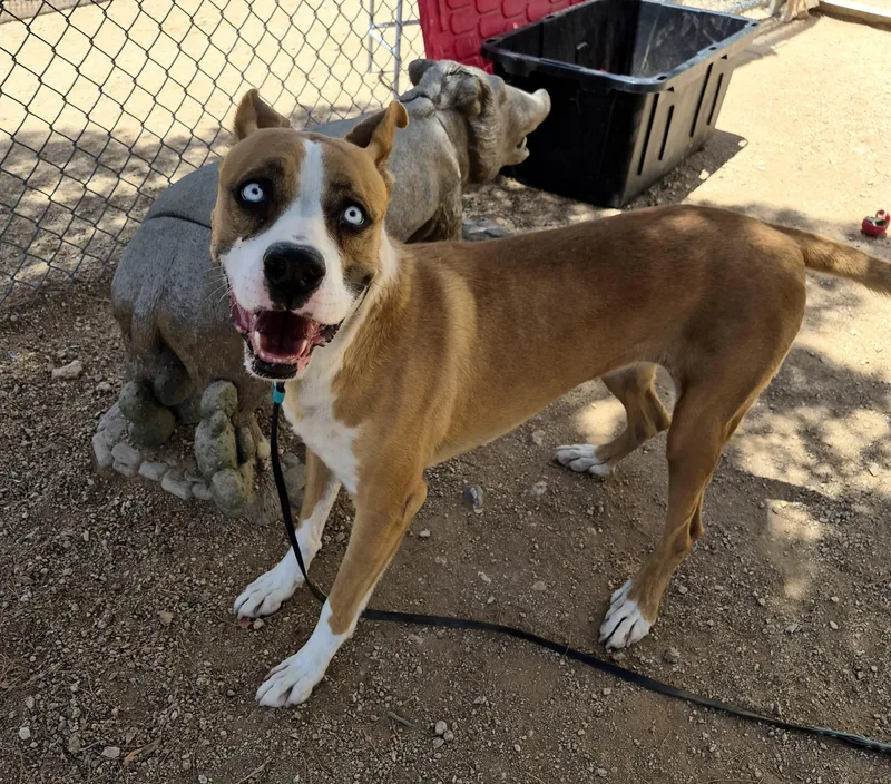 An adult large-sized female Brown / Chocolate Husky dog named Lola for adoption in Sierra Vista, AZ