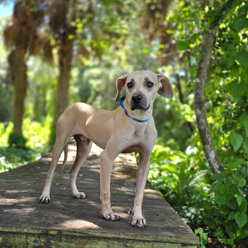 Jack Skellington thumbnail 3