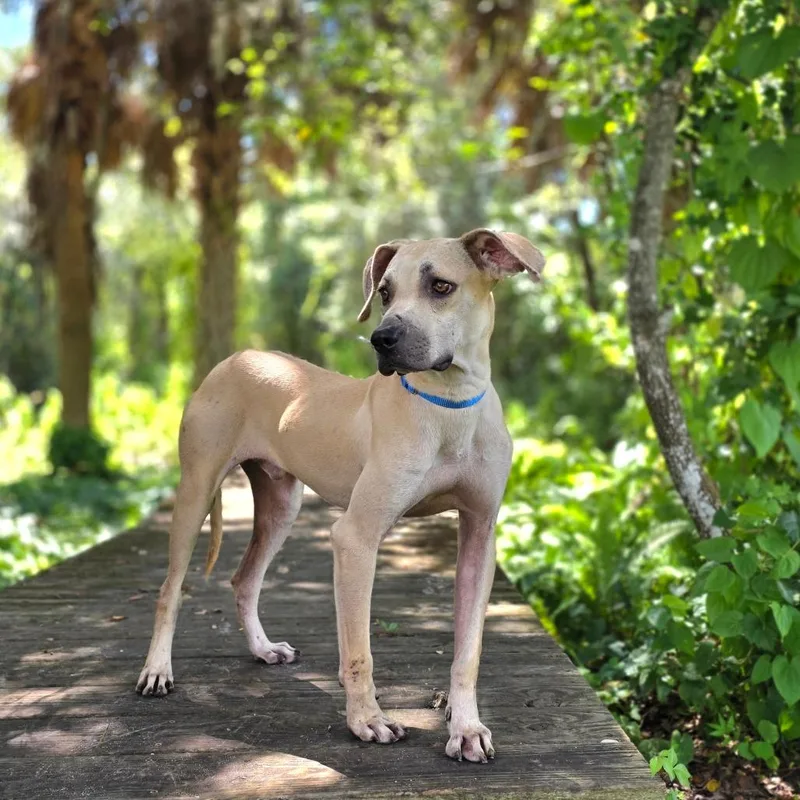 Jack Skellington thumbnail 4