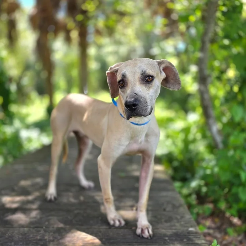 Jack Skellington thumbnail 6