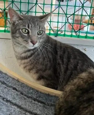 A baby small-sized male Gray & White Domestic Short Hair cat named Toby for adoption in Telford, PA