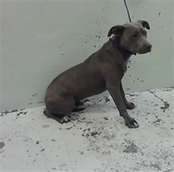 A young medium-sized female Staffordshire Bull Terrier dog named A for adoption in Houston, TX