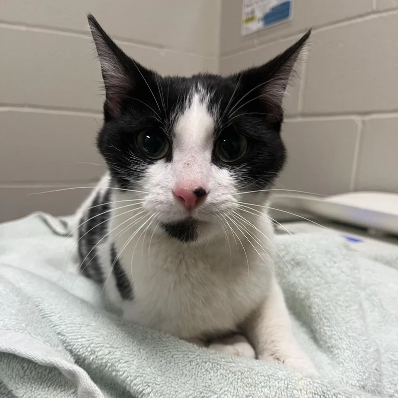 An adult medium-sized female Black Domestic Short Hair cat named Yvonne: Visit Me At for adoption in Bristol, IN