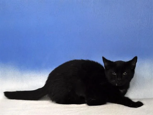 A baby medium-sized female Domestic Short Hair cat named Shyla for adoption in Naples, FL
