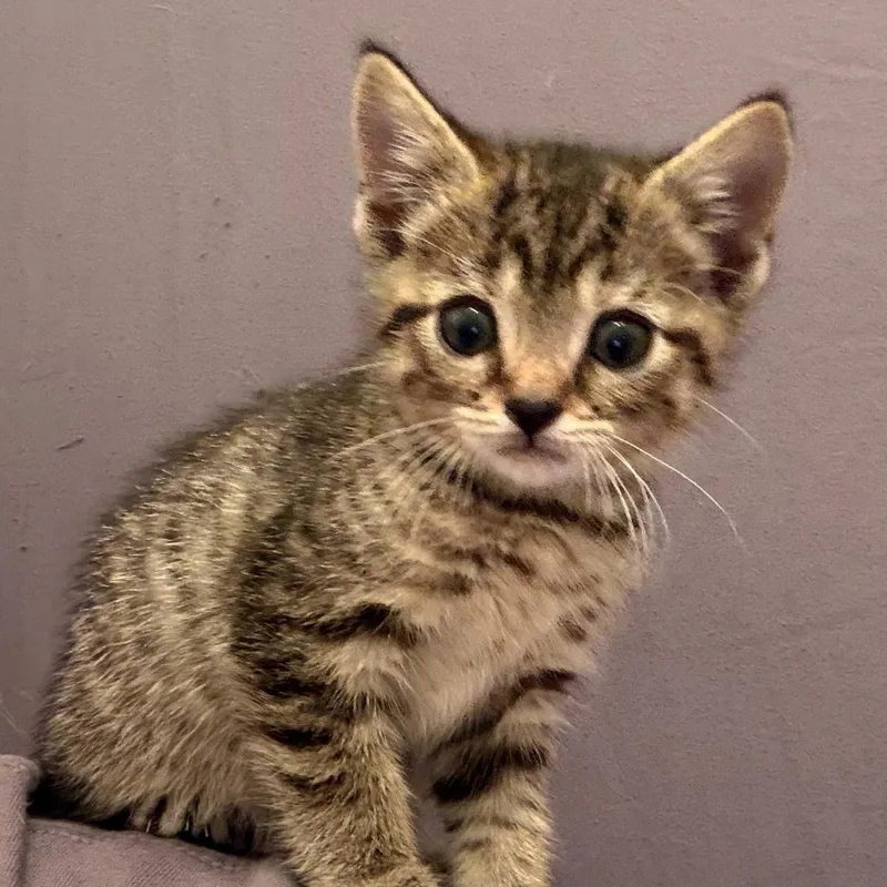 A baby small-sized male American Shorthair cat named Winston for adoption in Sellersburg, IN