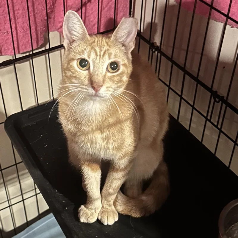 A young medium-sized female Orange / Red Domestic Short Hair cat named Fiorella for adoption in Lemoyne, PA