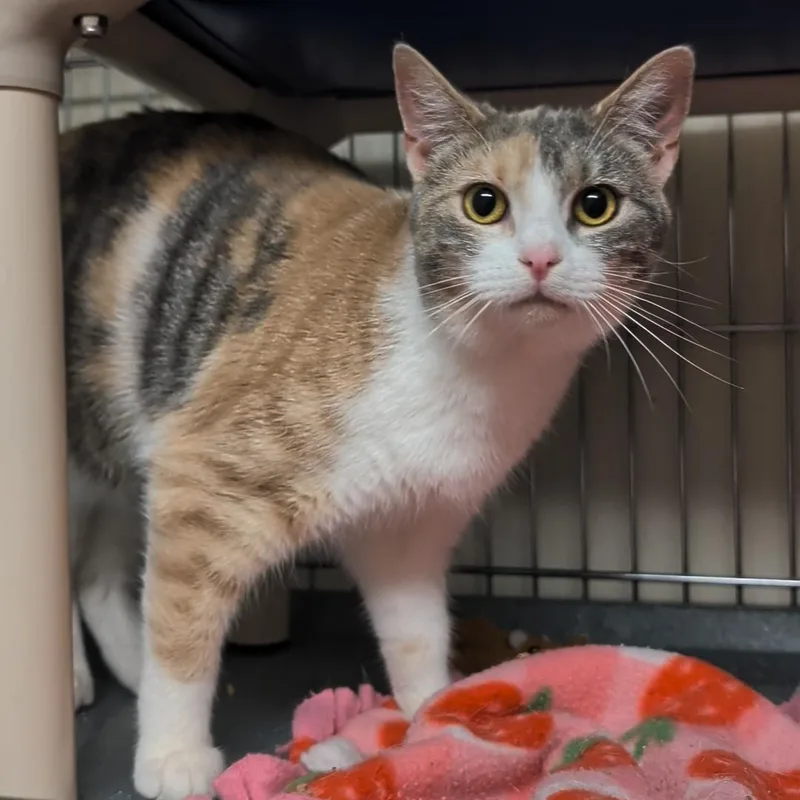 An adult medium-sized female Dilute Calico Domestic Short Hair cat named Sweet Pea for adoption in West Jefferson, OH