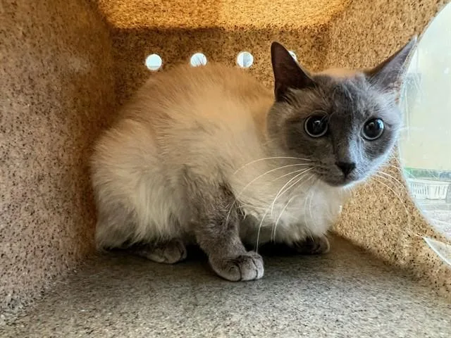 A young small-sized female Siamese cat named Binx for adoption in Lancaster, CA