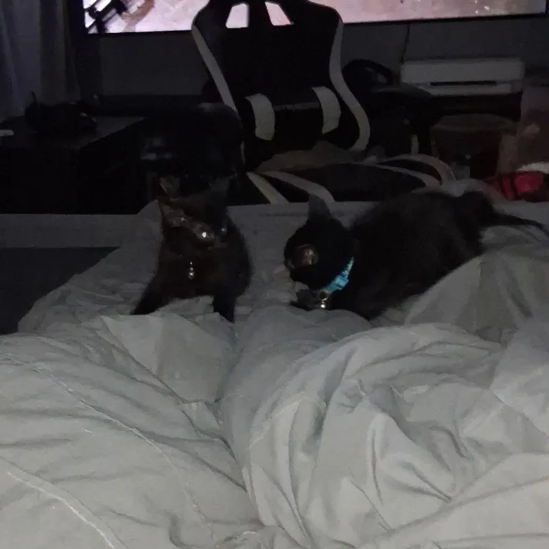 Triceratops & Stego Bonded thumbnail 2