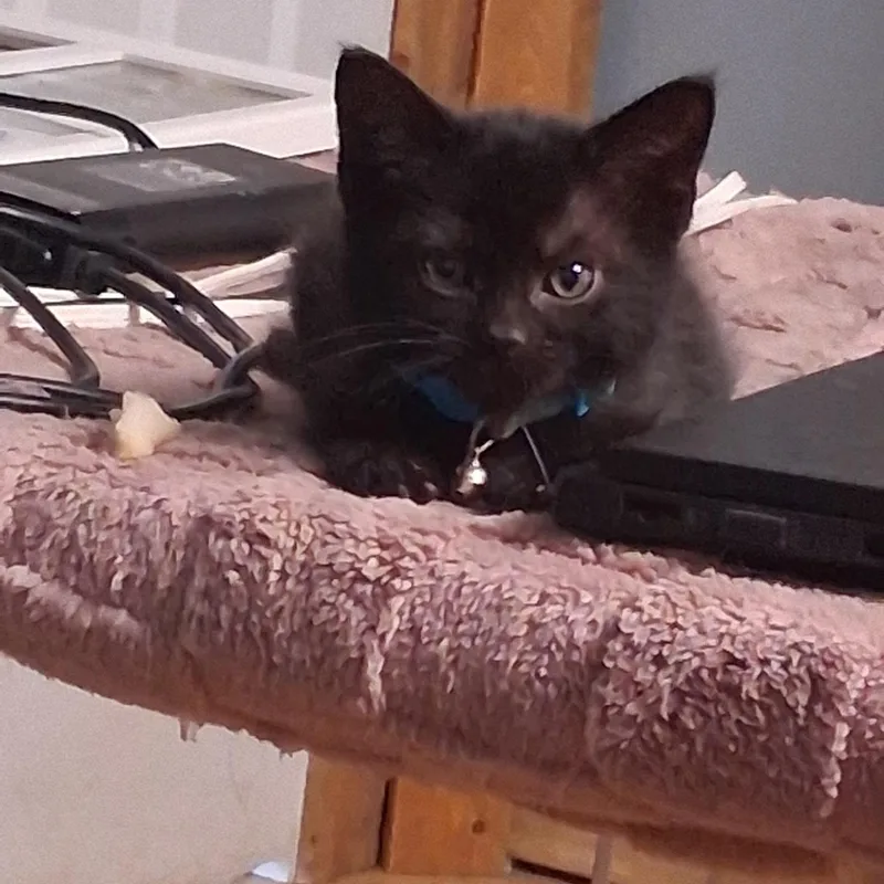 Triceratops & Stego Bonded