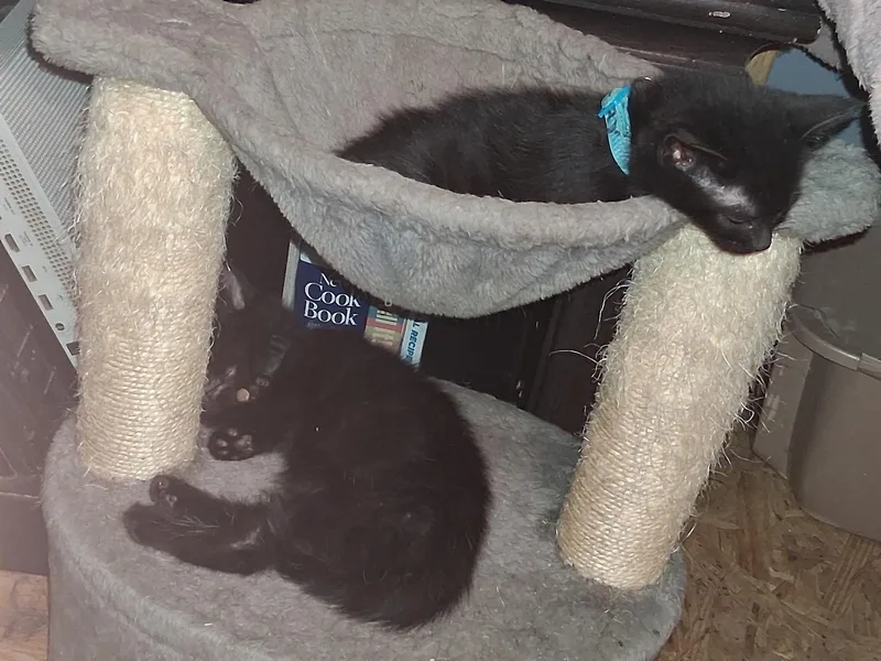 Triceratops & Stego Bonded thumbnail 3