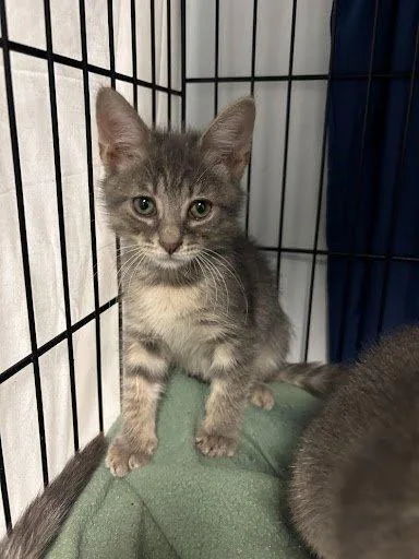 A baby small-sized male Tabby (Gray / Blue / Silver) Domestic Short Hair cat named Wolverine for adoption in Raleigh, NC