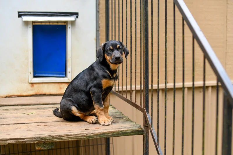 A baby medium-sized male Black Mixed Breed dog named Santi for adoption in BONIFAY, FL