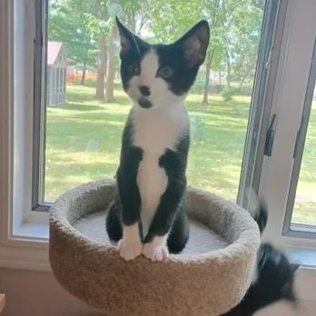 A baby small-sized male Black Domestic Short Hair cat named Fella for adoption in Rochester, MN