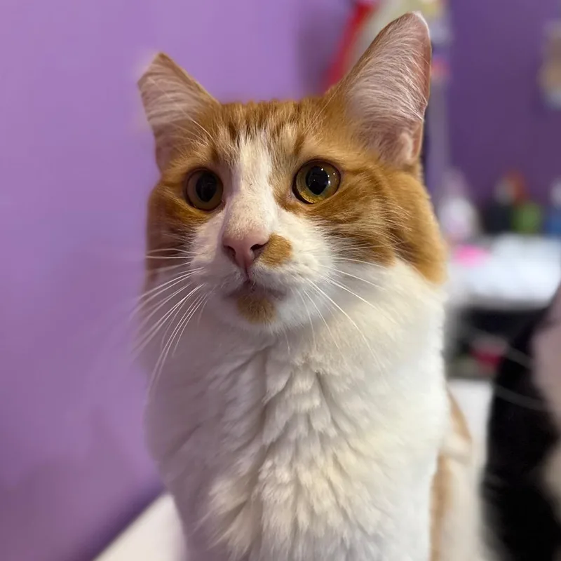An adult large-sized male Orange / Red Domestic Medium Hair cat named Capybara for adoption in Los Angeles, CA