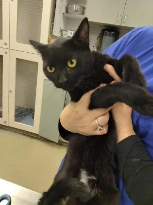 A young medium-sized female Bombay cat named Bacardi for adoption in Palm Coast, FL