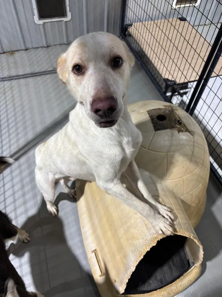 A young large-sized male Apricot / Beige Mixed Breed dog named Tonic for adoption in Ruston, LA