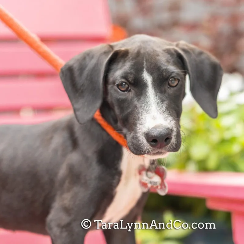 A baby small-sized female Black Retriever dog named Combes for adoption in Wake Forest, NC
