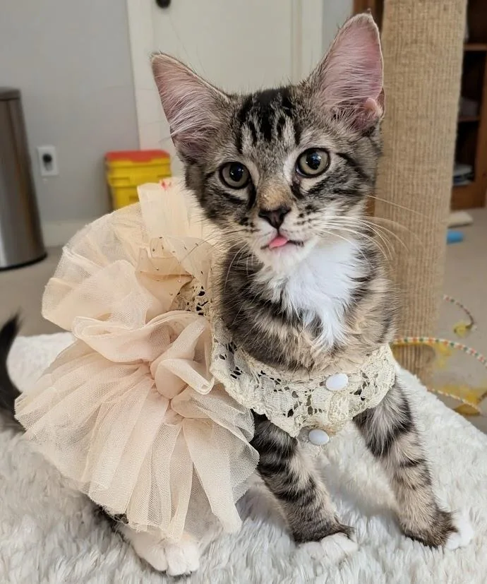 A baby medium-sized female Domestic Medium Hair cat named Posey for adoption in Youngsville, NC