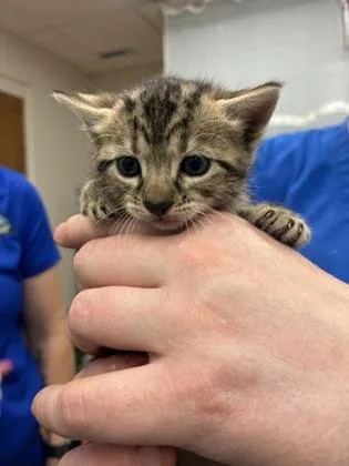 A baby small-sized female Domestic Short Hair cat named Orange Soda for adoption in Gainesville, FL
