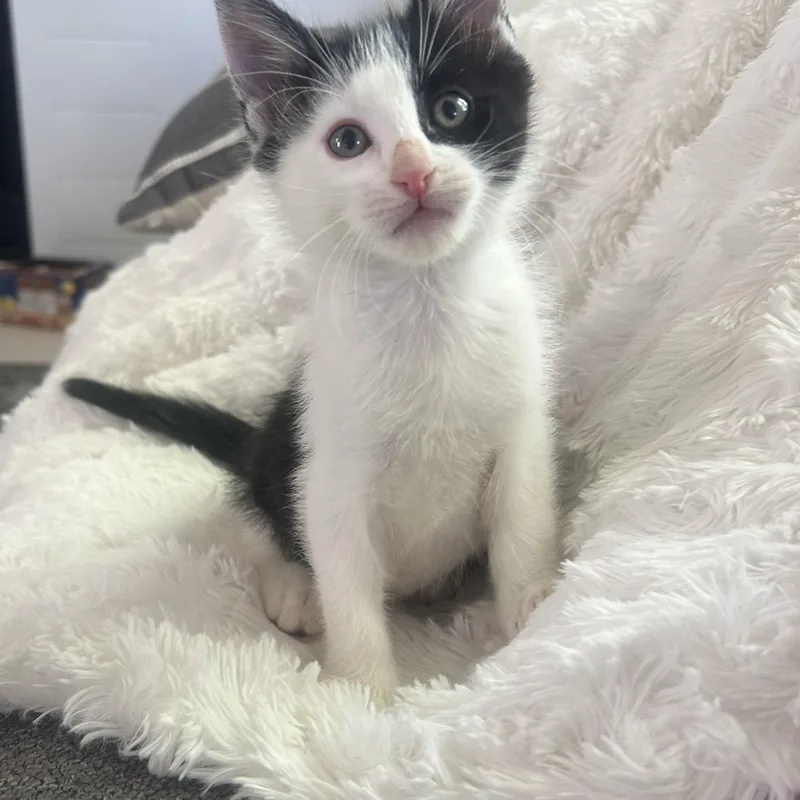 A baby small-sized male Black & White / Tuxedo Domestic Short Hair cat named Henry Van Byssum for adoption in Morrison, CO
