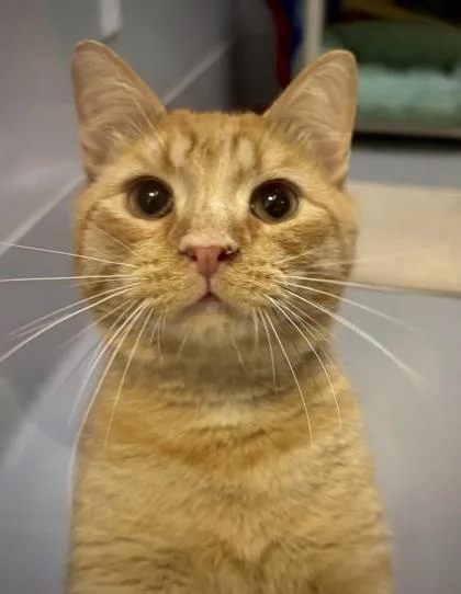An adult small-sized male Domestic Short Hair cat named Taco for adoption in Cumming, GA
